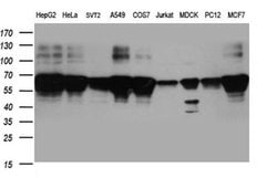BNIPL Monoclonal Antibody (OTI8F6), TrueMAB , OriGene:Antibodies:Primary