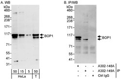 BOP1 Rabbit anti-Human, Mouse, Polyclonal, Bethyl Laboratories 100 &mu;l;