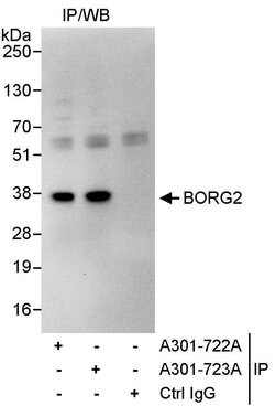 BORG2 Rabbit anti-Human, Polyclonal, Bethyl Laboratories 10 &mu;L; Unconjugated:Antibodies,