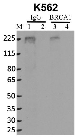 Invitrogen BRCA1 Monoclonal Antibody (MS13) 100 &mu;g; Unconjugated:Antibodies,