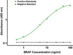 BRAF Mouse anti-Human, Biotin, Clone: OTI3A7, liquid, TrueMAB 50 &mu;g;