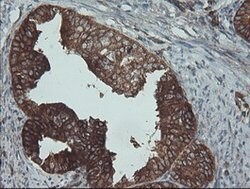 BRAF Mouse anti-Human, Clone: OTI1G8, lyophilized, TrueMAB 100 &mu;g | Buy Online | Origene Technologies | Fisher Scientific