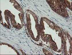 BRAF Mouse anti-Human, Clone: OTI1G8, lyophilized, TrueMAB 100 &mu;g | Buy Online | Origene Technologies | Fisher Scientific