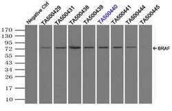 BRAF Mouse anti-Canine, Human, Rat, Clone: OTI3A7, lyophilized, TrueMAB