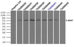 BRAF Mouse anti-Human, Clone: OTI3E8, lyophilized, TrueMAB 100 &mu;g; Unconjugated:Antibodies,
