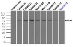 BRAF Mouse anti-Human, Clone: OTI4G6, liquid, TrueMAB 100 &mu;L; Unconjugated:Antibodies,