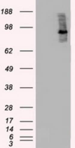 BRAF Mouse anti-Canine, Human, Rat, Clone: OTI3A7, lyophilized, TrueMAB