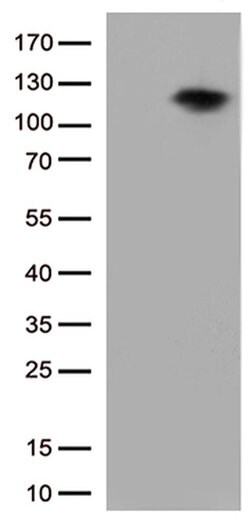 BRAF Mouse anti-Human, Clone: OTI4G6, liquid, TrueMAB 100 &mu;L; Unconjugated:Antibodies,