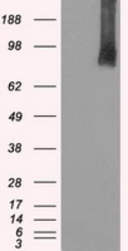 BRAF Mouse anti-Human, Clone: OTI3C3, lyophilized, TrueMAB 100 &mu;g; Unconjugated:Antibodies,