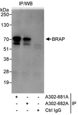 BRAP Rabbit anti-Human, Polyclonal, Bethyl Laboratories 10 &mu;L; Unconjugated:Antibodies,