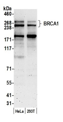 BRCA1 Rabbit anti-Human, Polyclonal, Bethyl Laboratories 100 &mu;L; Unconjugated:Antibodies,