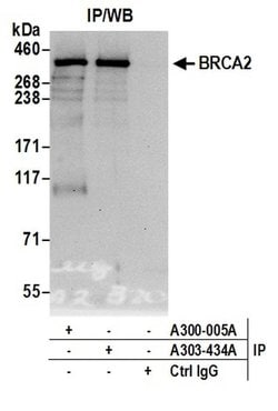 BRCA2 Rabbit anti-Human, Polyclonal, Bethyl Laboratories 100 &mu;L; Unconjugated:Antibodies,