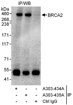 BRCA2 Rabbit anti-Human, Polyclonal, Bethyl Laboratories 10 &mu;L; Unconjugated:Antibodies,