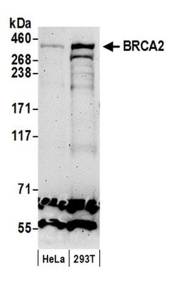 BRCA2 Rabbit anti-Human, Polyclonal, Bethyl Laboratories 100 &mu;L; Unconjugated:Antibodies,