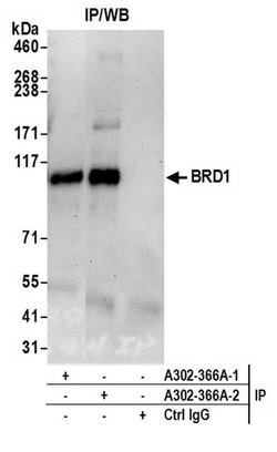 BRD1 Rabbit anti-Human, Polyclonal, Bethyl Laboratories 100 &mu;l; Unlabeled:Antibodies,