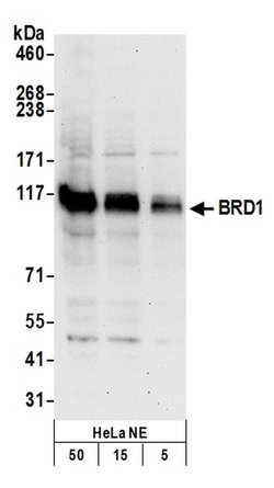 BRD1 Rabbit anti-Human, Polyclonal, Bethyl Laboratories 100 &mu;l; Unlabeled:Antibodies,