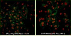 BRD2 Rabbit anti-Human, Mouse, Polyclonal, Bethyl Laboratories 100 &mu;L;