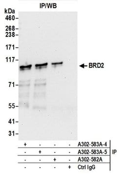 BRD2 Rabbit anti-Human, Mouse, Polyclonal, Bethyl Laboratories 100 &mu;L;