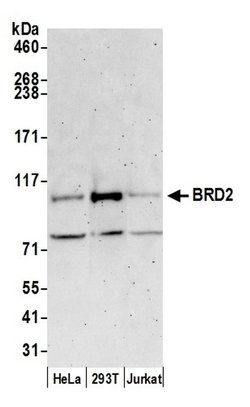 BRD2 Polyclonal Antibody, Bethyl Laboratories 20 &mu;L; Unconjugated:Antibodies,