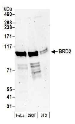 BRD2 Rabbit anti-Human, Mouse, Polyclonal, Bethyl Laboratories 100 &mu;L;