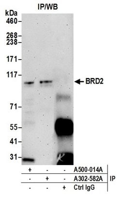 BRD2 Mouse anti-Human, Clone: 12C2E4, Bethyl Laboratories 100 &mu;l; Unlabeled:Antibodies,