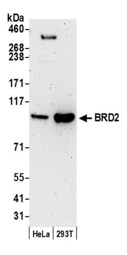 BRD2 Mouse anti-Human, Clone: 12C2E4, Bethyl Laboratories 100 &mu;l; Unlabeled:Antibodies,