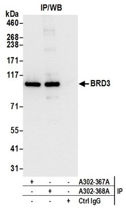 BRD3 Rabbit anti-Human, Polyclonal, Bethyl Laboratories 100 &mu;L; Unconjugated:Antibodies,