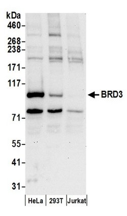 BRD3 Rabbit anti-Human, Polyclonal, Bethyl Laboratories 100 &mu;L; Unconjugated:Antibodies,