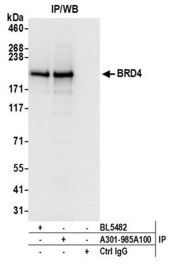 BRD4 Polyclonal Antibody, Bethyl Laboratories:Antibodies:Primary Antibodies