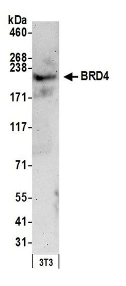 BRD4 Polyclonal Antibody, Bethyl Laboratories:Antibodies:Primary Antibodies