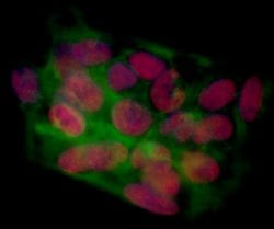 BRD4 Recombinant Rabbit Monoclonal Antibody (BL-151-6F11), Bethyl Laboratories:Antibodies:Primary