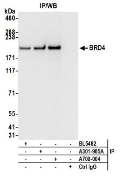 BRD4 Recombinant Rabbit Monoclonal Antibody (BL-149-2H5), Bethyl Laboratories 100 &mu;L | Buy Online | Bethyl Laboratories, Inc | Fisher Scientific