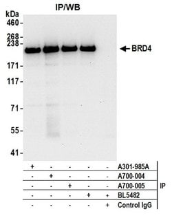 BRD4 Recombinant Rabbit Monoclonal Antibody (BL-151-6F11), Bethyl Laboratories:Antibodies:Primary