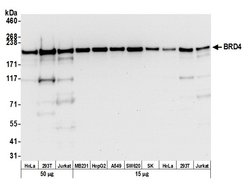 BRD4 Recombinant Rabbit Monoclonal Antibody (BL-149-2H5), Bethyl Laboratories 100 &mu;L | Buy Online | Bethyl Laboratories, Inc | Fisher Scientific