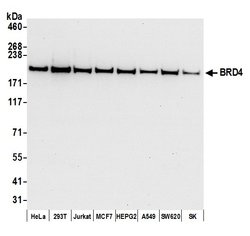 BRD4 Recombinant Rabbit Monoclonal Antibody (BL-151-6F11), Bethyl Laboratories:Antibodies:Primary