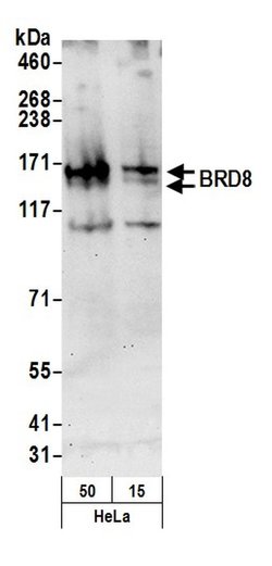 BRD8 Rabbit anti-Human, Polyclonal, Bethyl Laboratories 100 &mu;L; Unconjugated:Antibodies,