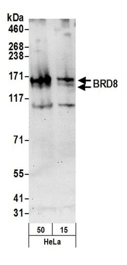 BRD8 Polyclonal Antibody, Bethyl Laboratories:Antibodies:Primary Antibodies