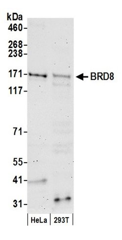 BRD8 Rabbit anti-Human, Polyclonal, Bethyl Laboratories 100 &mu;L; Unconjugated:Antibodies,