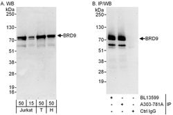 BRD9 Rabbit anti-Human, Polyclonal, Bethyl Laboratories