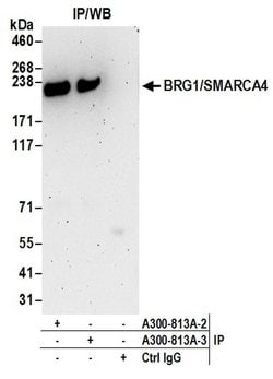 BRG1/SMARCA4 Rabbit anti-Human, Mouse, Polyclonal, Bethyl Laboratories