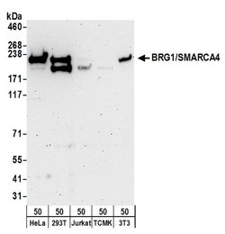 BRG1/SMARCA4 Rabbit anti-Human, Mouse, Polyclonal, Bethyl Laboratories
