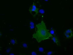 BSG Mouse anti-Human, Clone: OTI5E1, lyophilized, TrueMAB 100 &mu;g; Unconjugated:Antibodies,