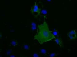 BSG Monoclonal Antibody (OTI5E1), TrueMAB , OriGene 100 &mu;L; Unconjugated:Antibodies,
