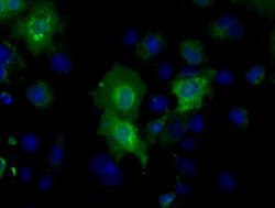 BSG Mouse anti-Human, Clone: OTI3H1, lyophilized, TrueMAB 100 &mu;g; Unconjugated:Antibodies,