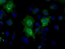 BSG Monoclonal Antibody (OTI3H1), TrueMAB , OriGene 30 &mu;L; Unconjugated:Antibodies,