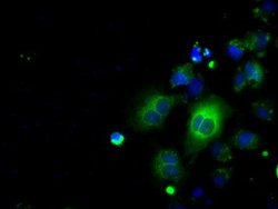 BSG Mouse anti-Canine, Human, Rat, Clone: OTI9H5, lyophilized, TrueMAB