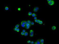 BSG Mouse anti-Canine, Human, Rat, Clone: OTI9H5, lyophilized, TrueMAB