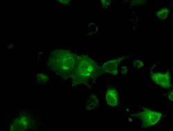 BSG Monoclonal Antibody (OTI7A7), TrueMAB , OriGene 100 &mu;L; Unconjugated:Antibodies,