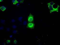 BSG Mouse anti-Human, Clone: OTI4E4, lyophilized, TrueMAB 100 &mu;g; Unconjugated:Antibodies,