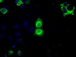 BSG Mouse anti-Human, Clone: OTI4E4, liquid, TrueMAB 100 &mu;L; Unconjugated:Antibodies,